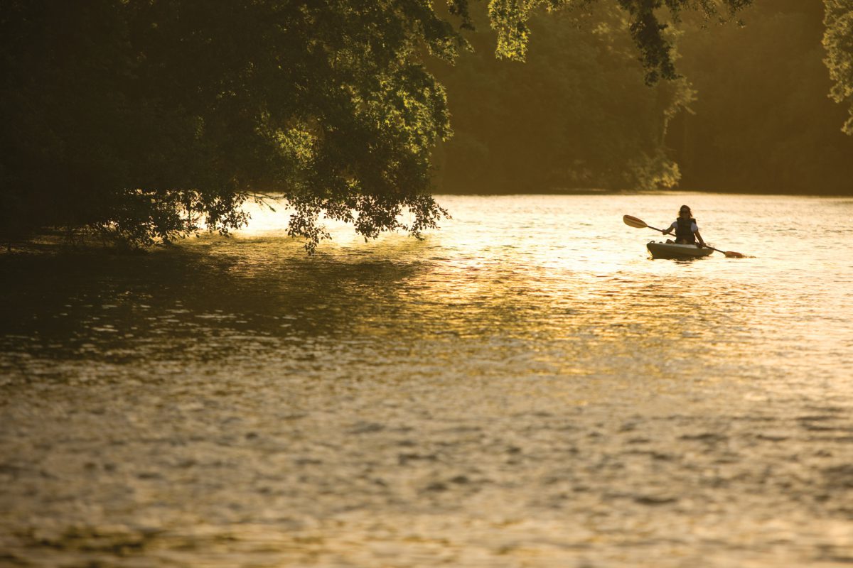 Kayaker on river next to trees on shoreline