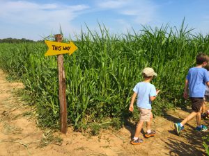 Child walking through corn maze