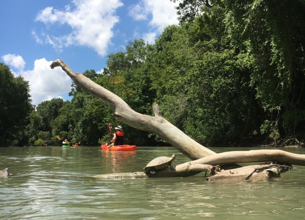 People Kayaking Down the River Surrounded by Trees and Wildlife