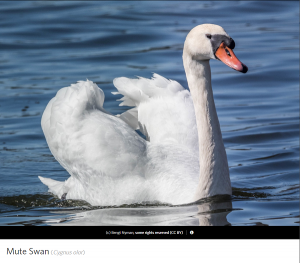 Mute Swan, photo by Bengt Nyman.