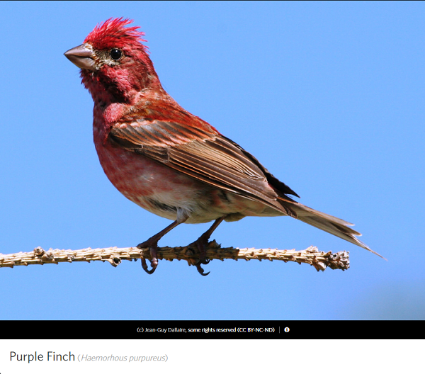 Purple Finch, photo by Jean Guy Dallaire