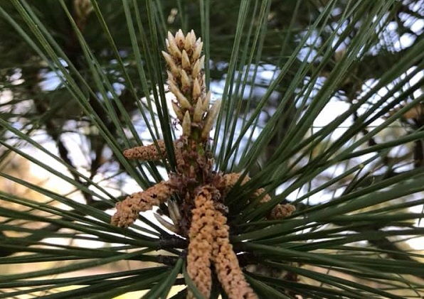 Loblolly pine cone from Central Texas.